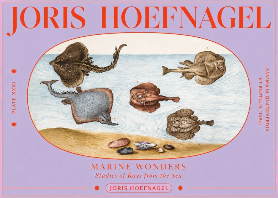 Joris Hoefnagel Studies of Rays and Shells No4 - Affiche