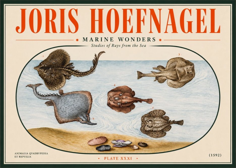 Joris Hoefnagel Studies of Rays and Shells No5 - Affiche