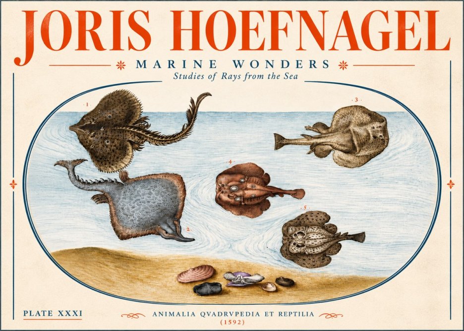Joris Hoefnagel Studies of Rays and Shells No6 - Affiche