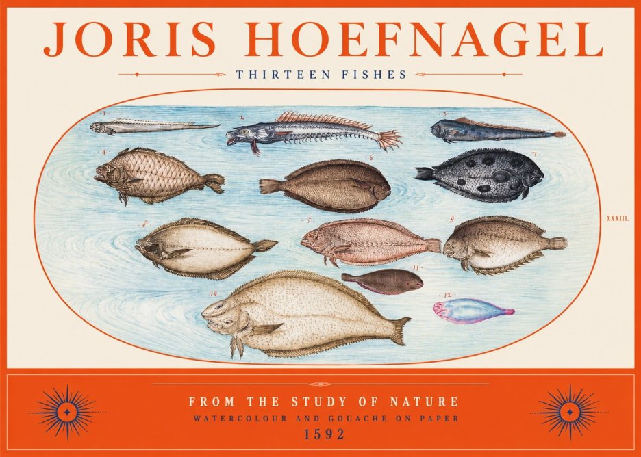 Joris Hoefnagel Thirteen Fishes from the Study of Nature No2 - Affiche