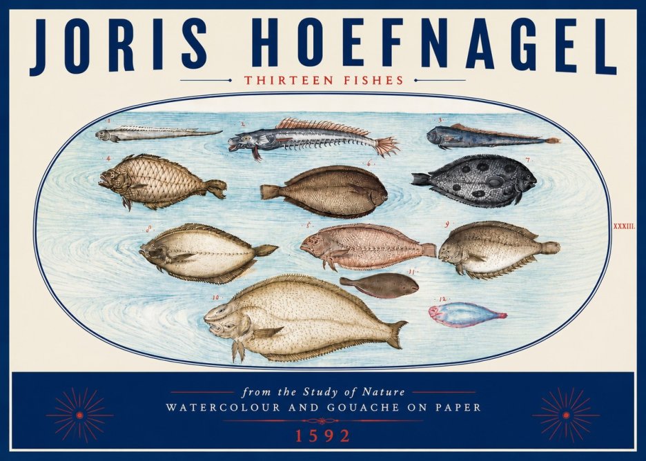 Joris Hoefnagel Thirteen Fishes from the Study of Nature No6 - Affiche