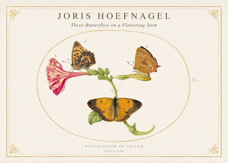 Joris Hoefnagel Three Butterflies on a Flowering Stem No1 - Affiche