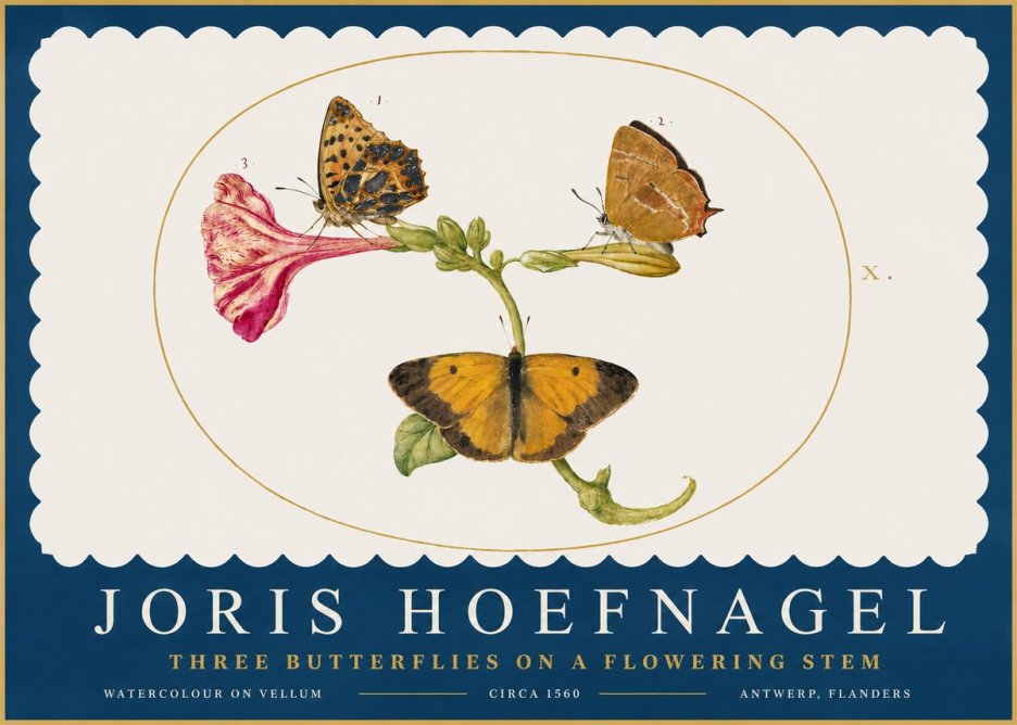 Joris Hoefnagel Three Butterflies on a Flowering Stem No2 - Affiche