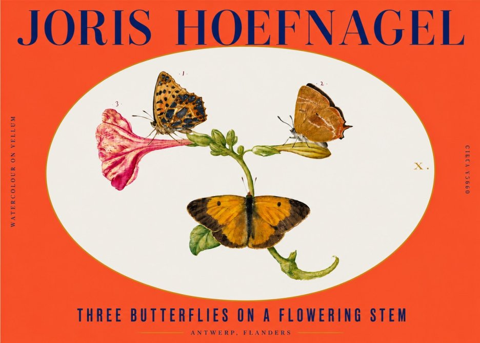 Joris Hoefnagel Three Butterflies on a Flowering Stem No3 - Affiche