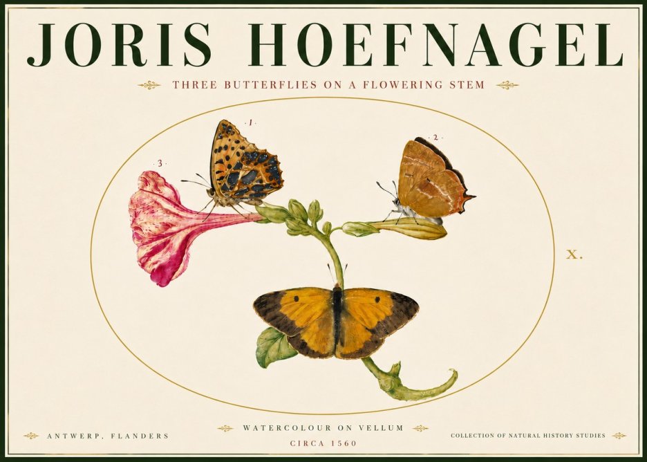 Joris Hoefnagel Three Butterflies on a Flowering Stem No6 - Affiche