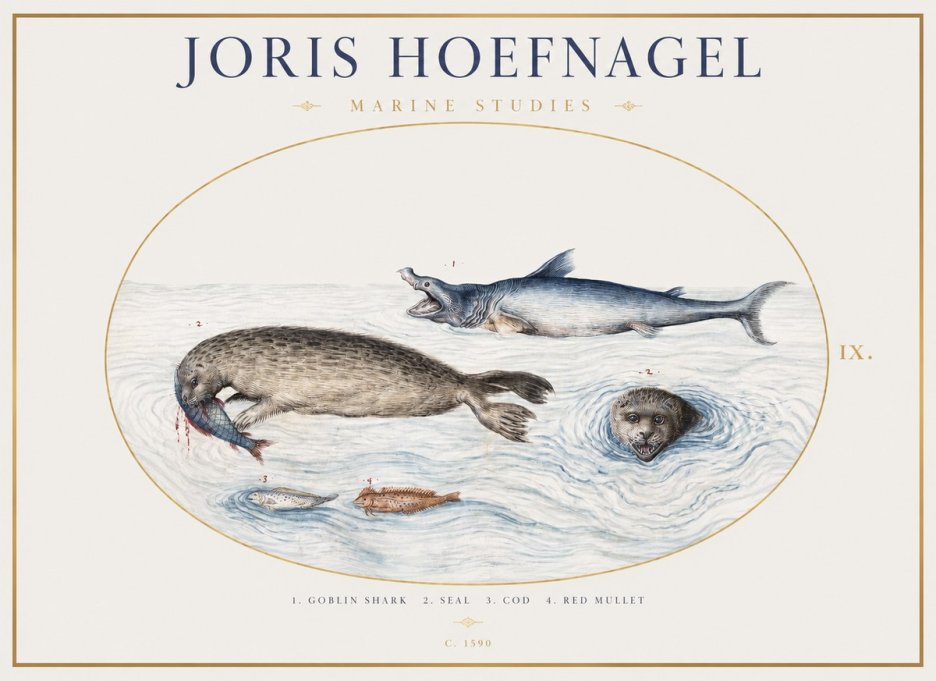 Joris Hoefnagel Marine Studies No1 - Affiche