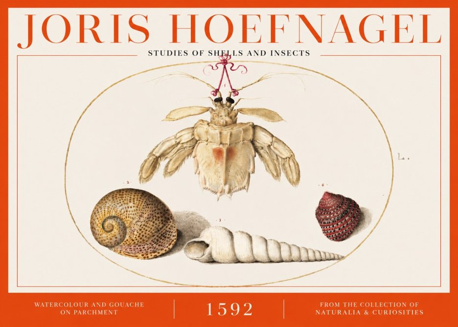 Joris Hoefnagel Studies of Shells and Insects No2 - Affiche