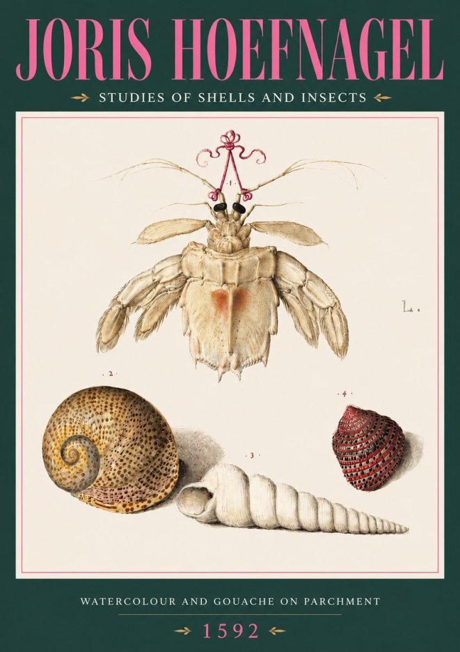 Joris Hoefnagel Studies of Shells and Insects No3 - Affiche