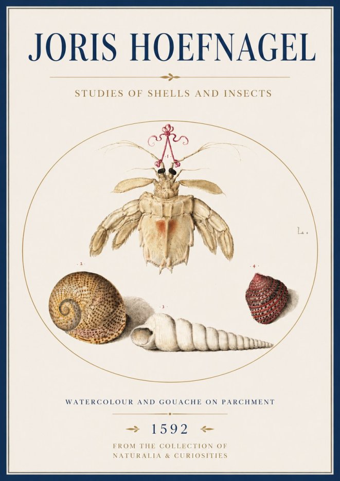 Joris Hoefnagel Studies of Shells and Insects No4 - Affiche