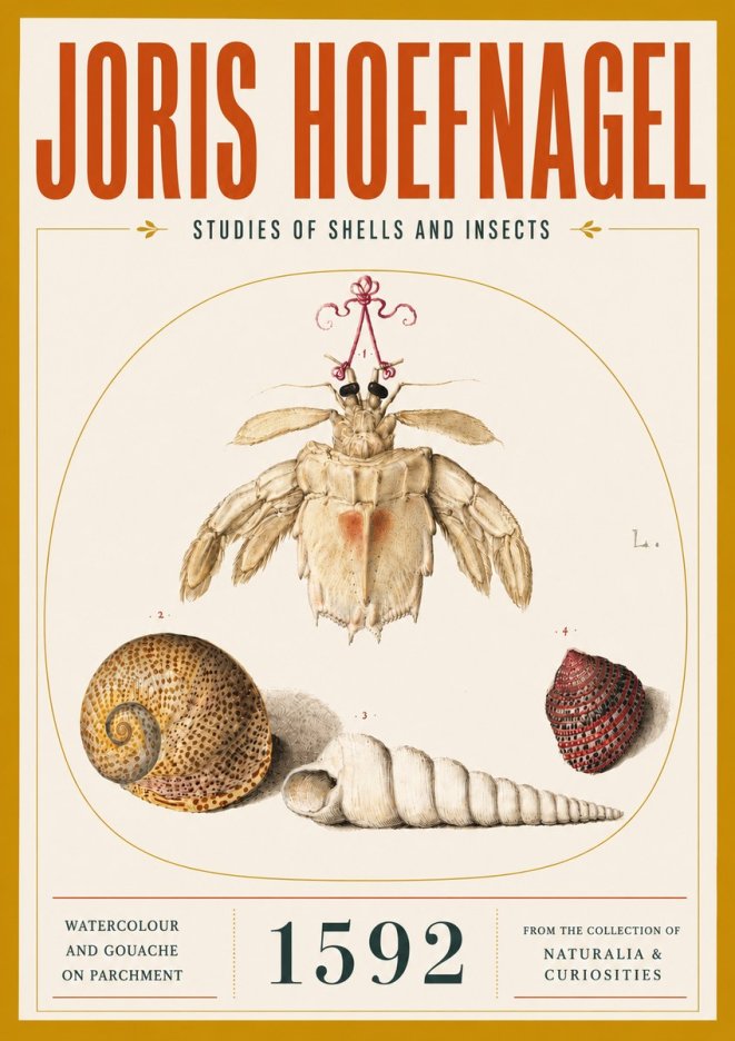 Joris Hoefnagel Studies of Shells and Insects No5 - Affiche