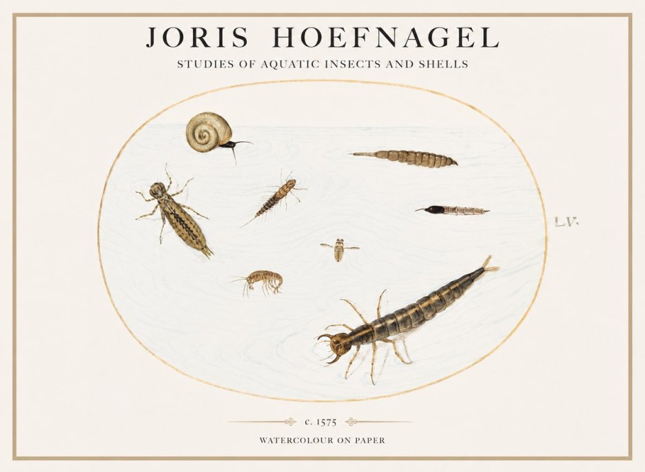 Joris Hoefnagel Studies of Aquatic Insects and Shells No1 - Affiche