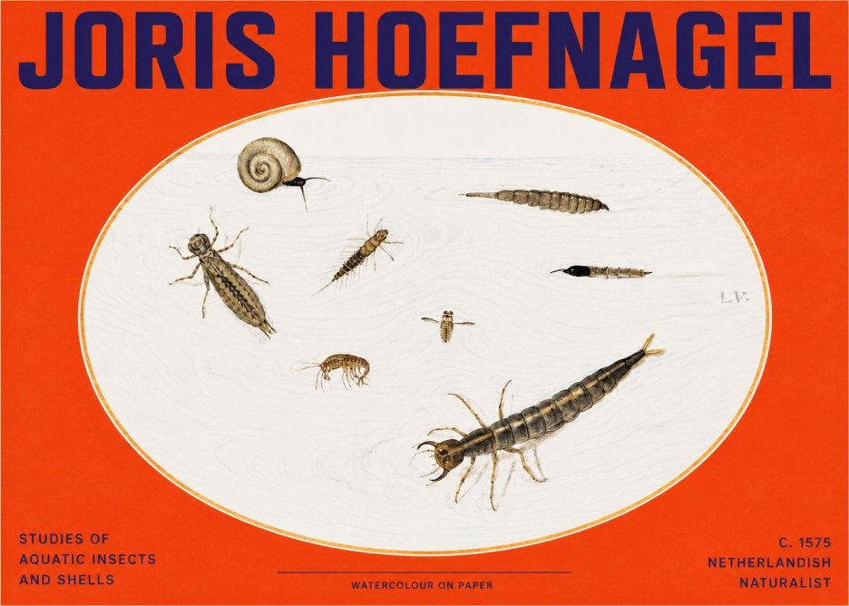 Joris Hoefnagel Studies of Aquatic Insects and Shells No2 - Affiche