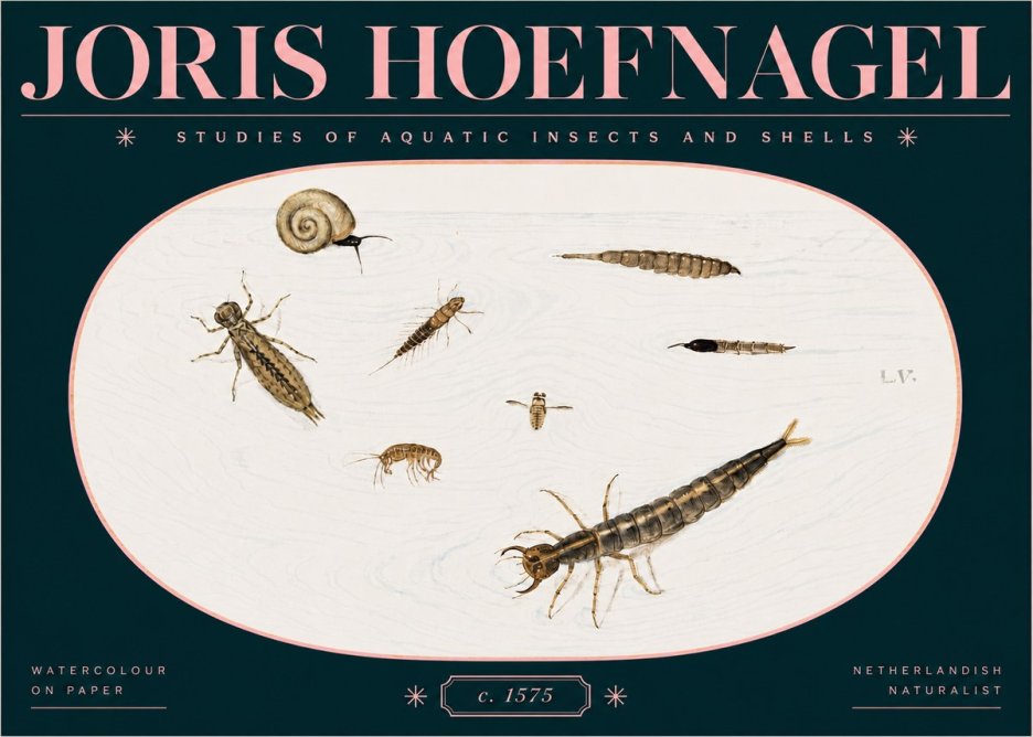 Joris Hoefnagel Studies of Aquatic Insects and Shells No3 - Affiche