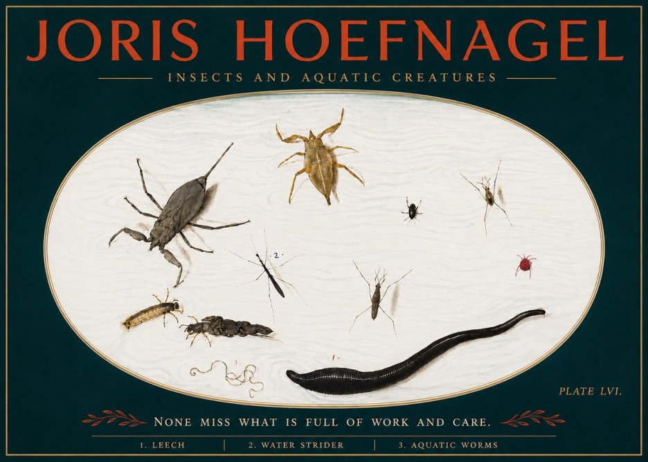 Joris Hoefnagel Insects and Aquatic Creatures No4 - Affiche