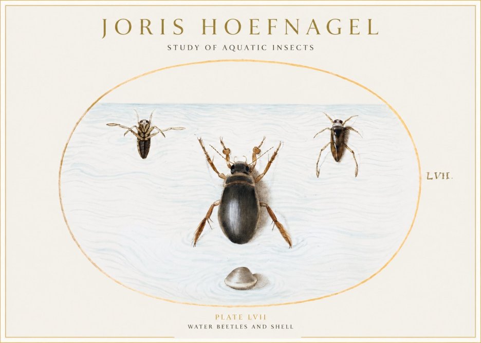 Joris Hoefnagel Water Beetles and Shell No1 - Affiche