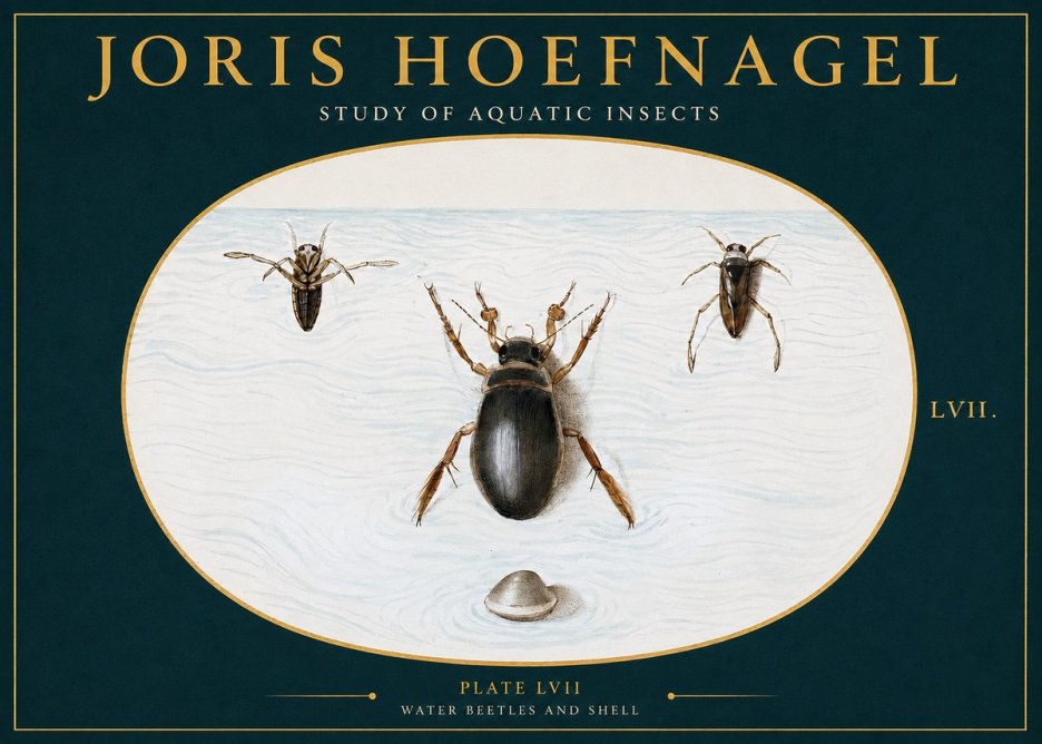 Joris Hoefnagel Water Beetles and Shell No2 - Affiche