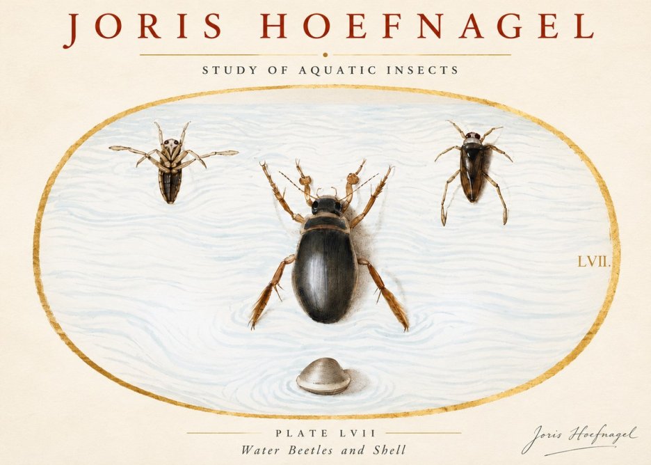 Joris Hoefnagel Water Beetles and Shell No3 - Affiche