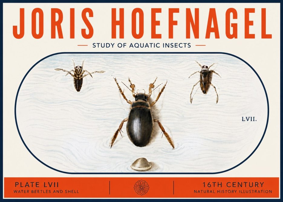 Joris Hoefnagel Water Beetles and Shell No6 - Affiche