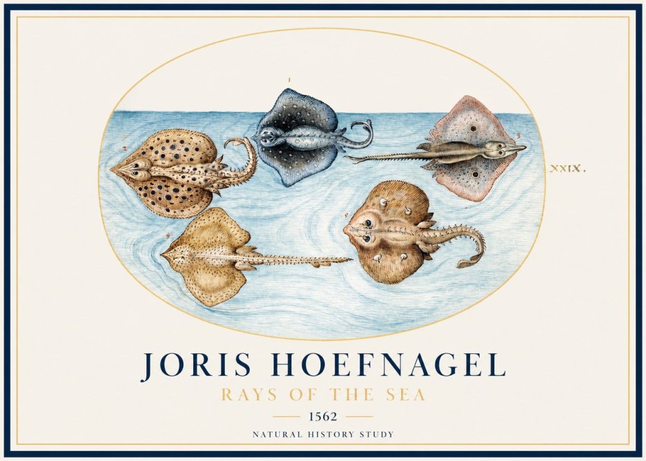 Joris Hoefnagel Rays of the Sea No1 - Affiche