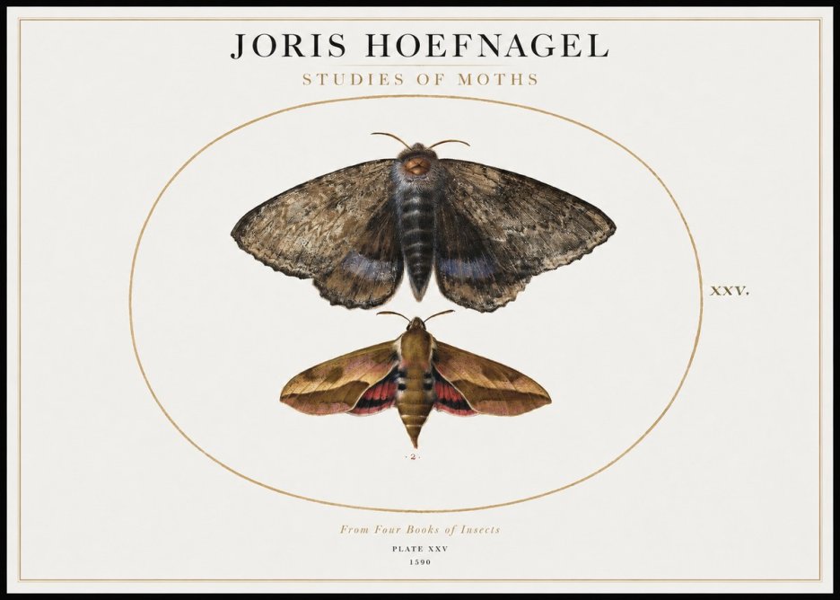 Joris Hoefnagel Studies of Moths I No1 - Affiche