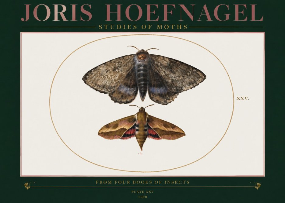 Joris Hoefnagel Studies of Moths I No2 - Affiche