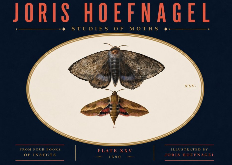 Joris Hoefnagel Studies of Moths I No4 - Affiche