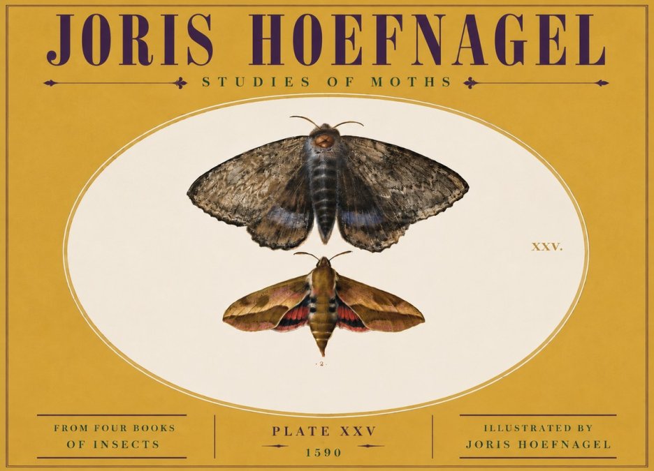 Joris Hoefnagel Studies of Moths I No5 - Affiche