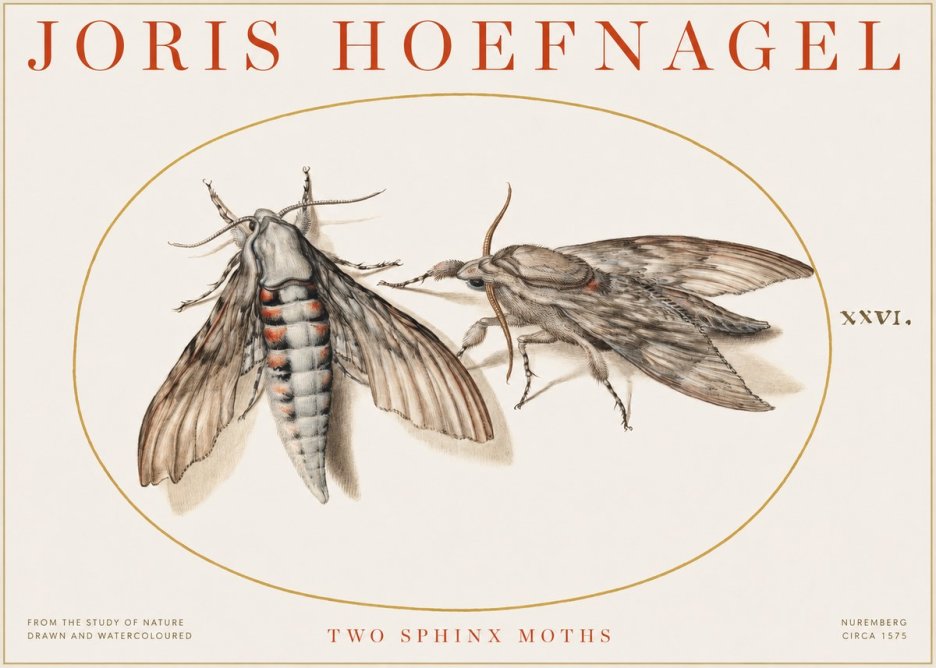 Joris Hoefnagel Two Sphinx Moths No1 - Affiche