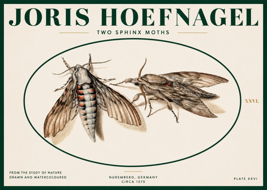 Joris Hoefnagel Two Sphinx Moths No2 - Affiche