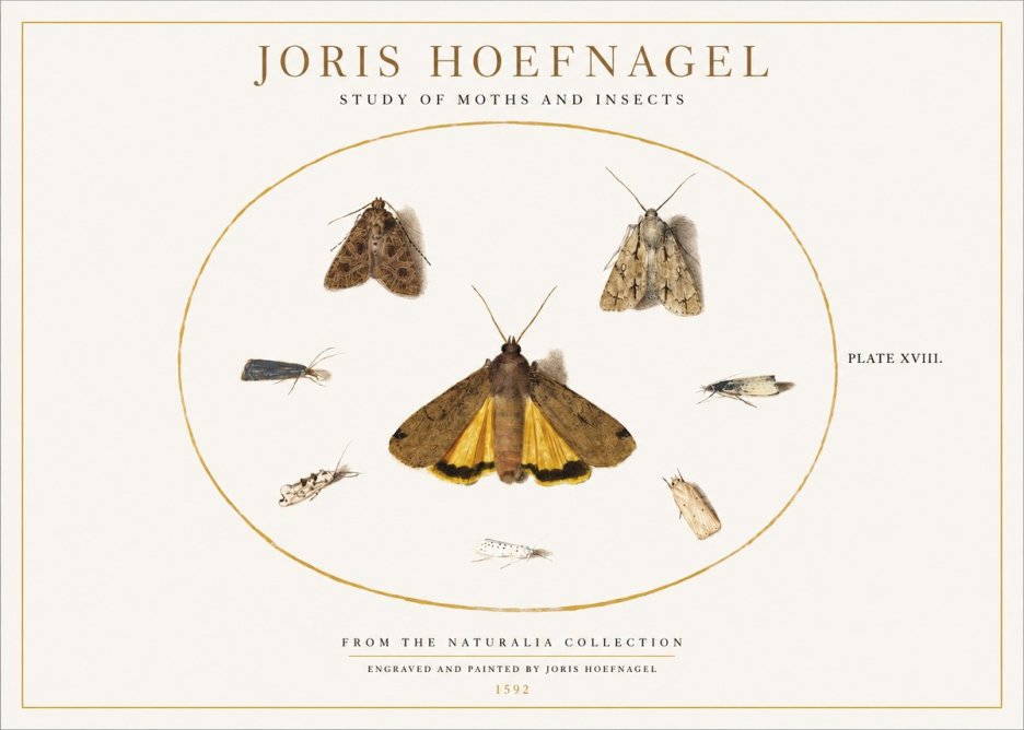 Joris Hoefnagel Study of Moths and Insects No1 - Affiche