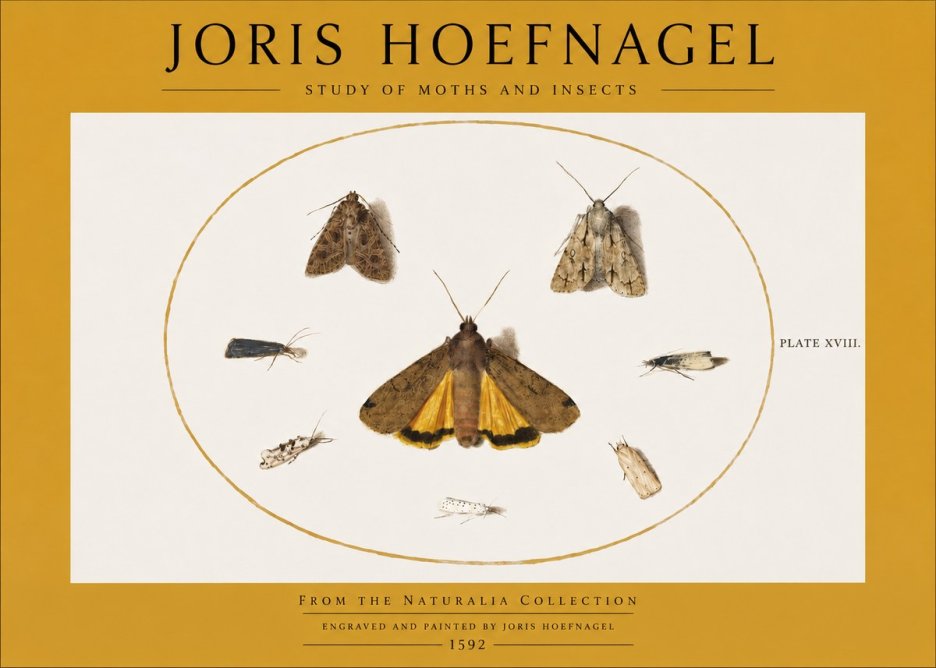 Joris Hoefnagel Study of Moths and Insects No2 - Affiche