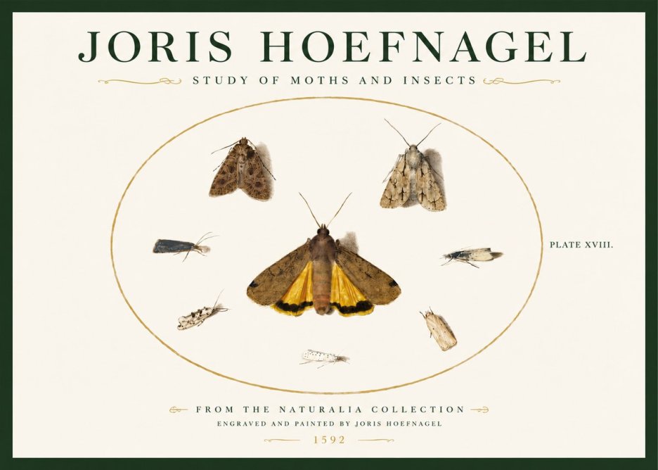 Joris Hoefnagel Study of Moths and Insects No3 - Affiche