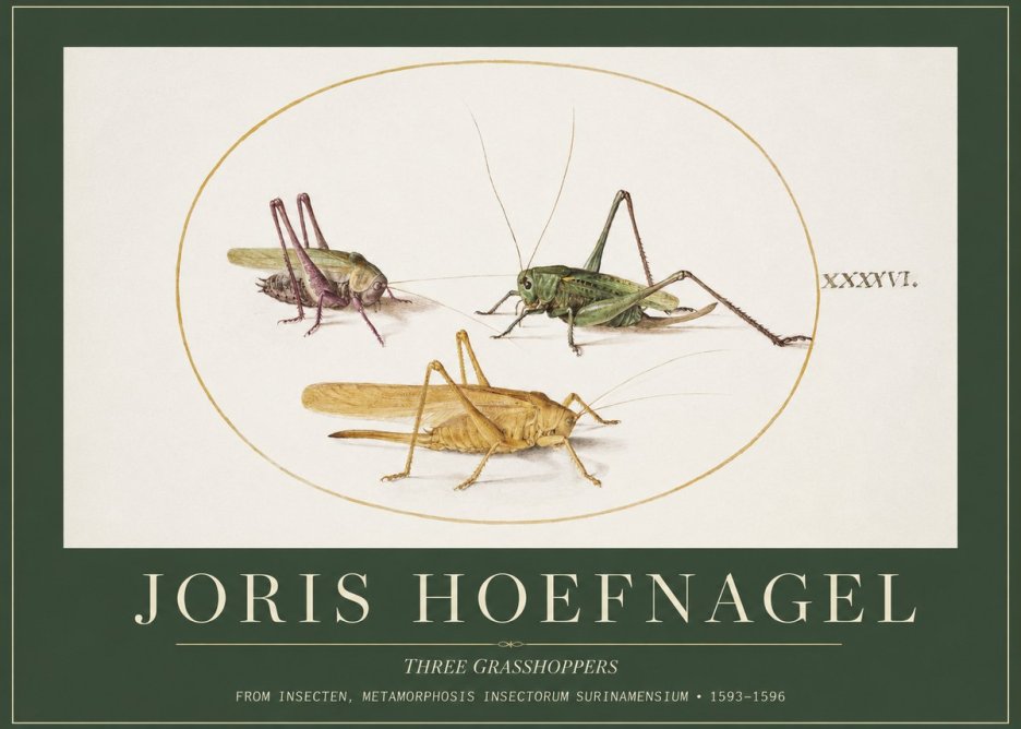 Joris Hoefnagel Grasshoppers Study No5 - Affiche