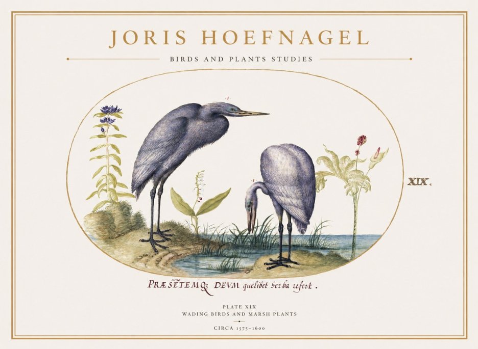 Joris Hoefnagel Wading Birds and Marsh Plants No1 - Affiche