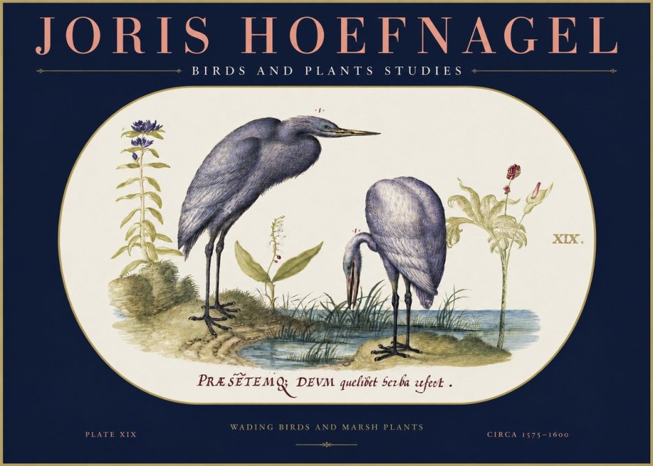 Joris Hoefnagel Wading Birds and Marsh Plants No2 - Affiche