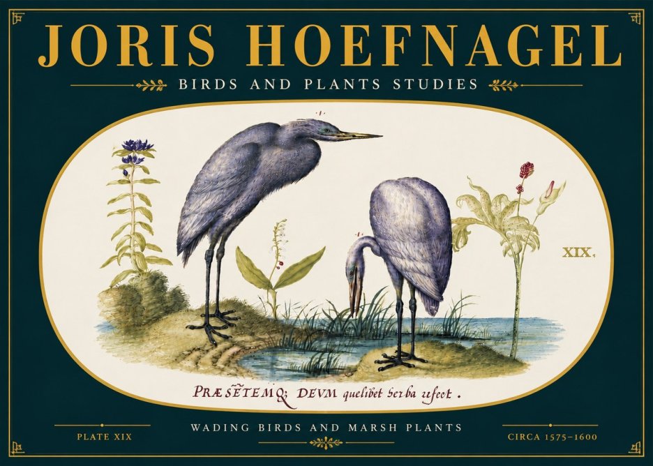 Joris Hoefnagel Wading Birds and Marsh Plants No6 - Affiche