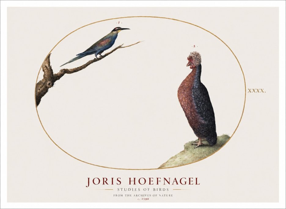 Joris Hoefnagel Studies of Birds I No1 - Affiche