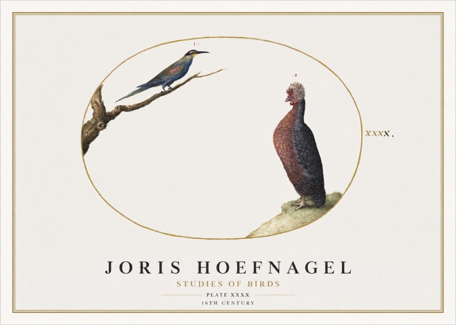 Joris Hoefnagel Studies of Birds I No2 - Affiche