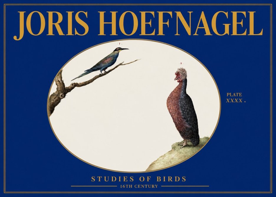 Joris Hoefnagel Studies of Birds I No3 - Affiche