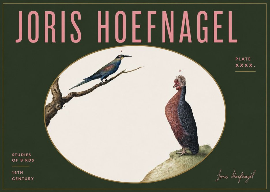 Joris Hoefnagel Studies of Birds I No5 - Affiche