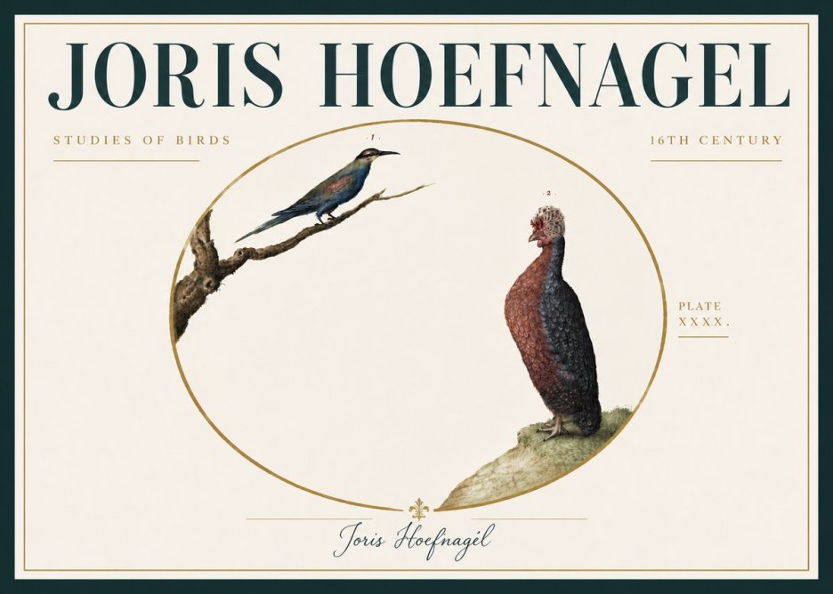 Joris Hoefnagel Studies of Birds I No6 - Affiche