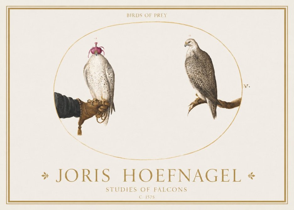 Joris Hoefnagel Studies of Falcons No1 - Affiche