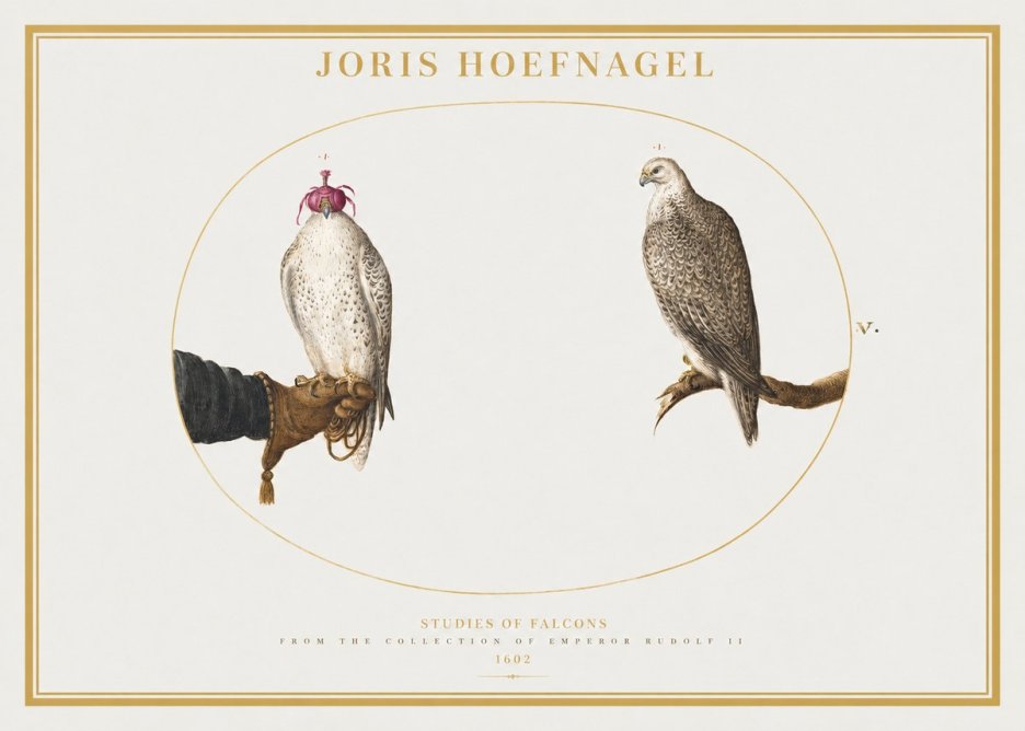 Joris Hoefnagel Studies of Falcons No2 - Affiche