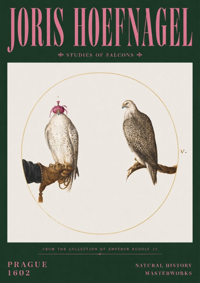 Joris Hoefnagel Studies of Falcons No3 - Affiche