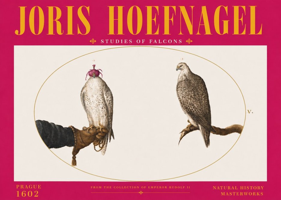 Joris Hoefnagel Studies of Falcons No6 - Affiche