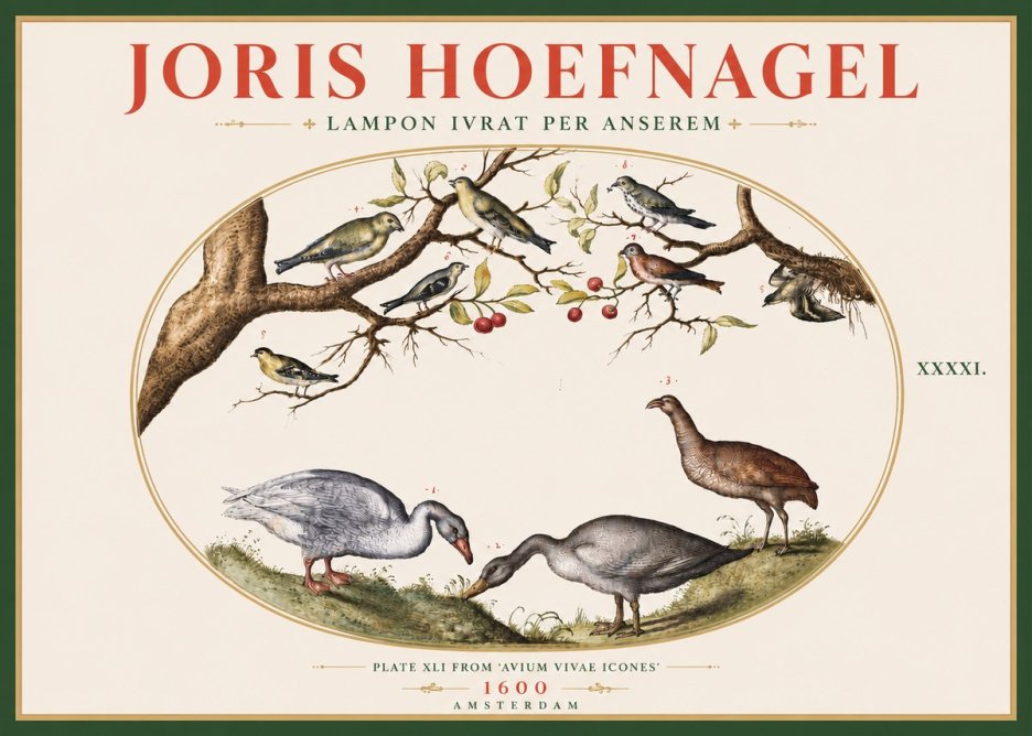 Joris Hoefnagel Lampon Ivrat per Anserem No5 - Affiche