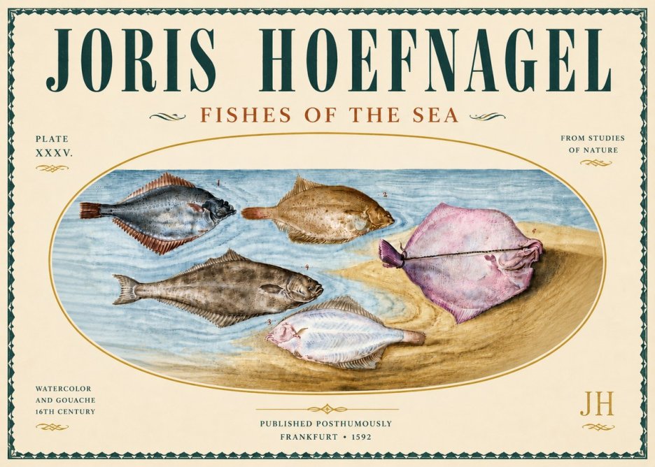 Joris Hoefnagel Fishes of the Sea II No5 - Affiche