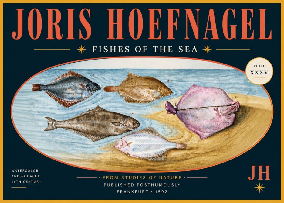Joris Hoefnagel Fishes of the Sea II No6 - Affiche