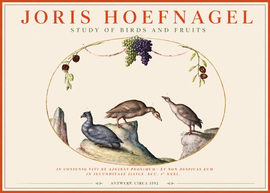 Joris Hoefnagel Three Birds with Grapes and Inscription No4 - Affiche