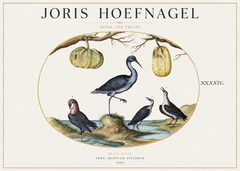 Joris Hoefnagel Birds and Fruits No1 - Affiche